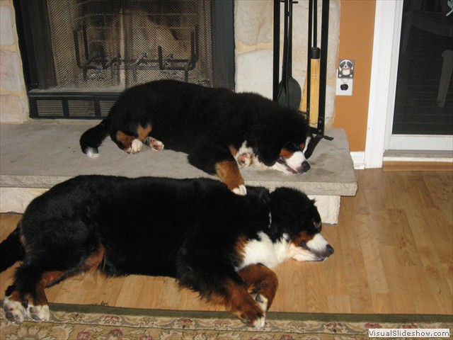 Dazzle (bottom) and Riggins (top) Sleeping<br/>(Bernese Mountain Dogs)