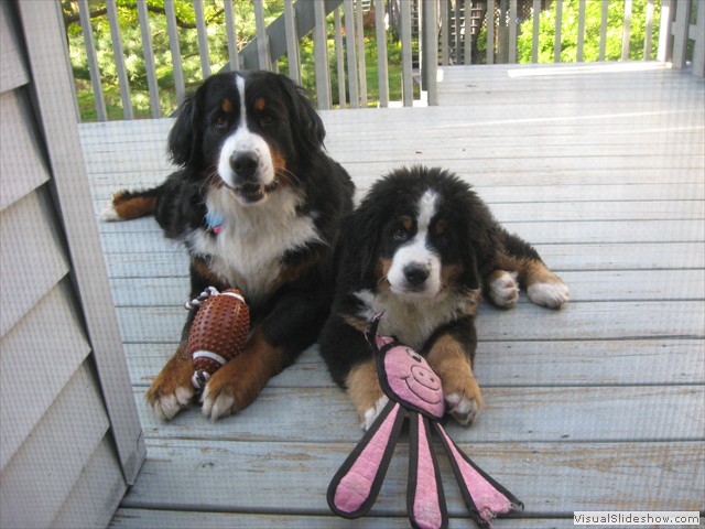Dazzle (left) and Riggins (right) Together<br/>(Bernese Mountain Dogs)