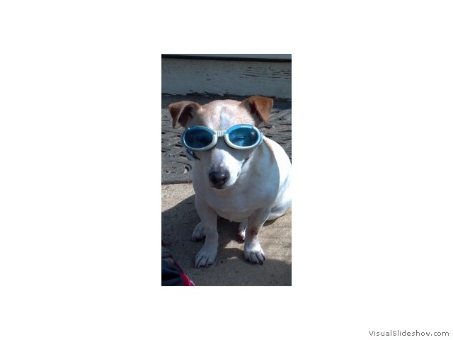 Madeline Looking Hip in Her Sunglasses (Jack Russell Terrier)