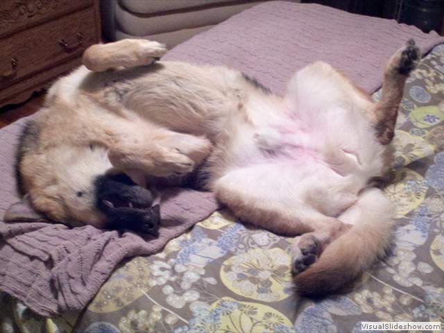 Sleepy Max<br/>(German Shepherd Dog)