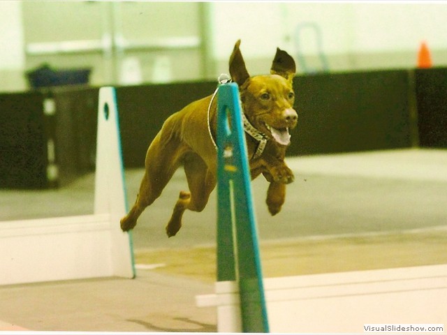 Melody Playing Flyball<br/>(Viszla)