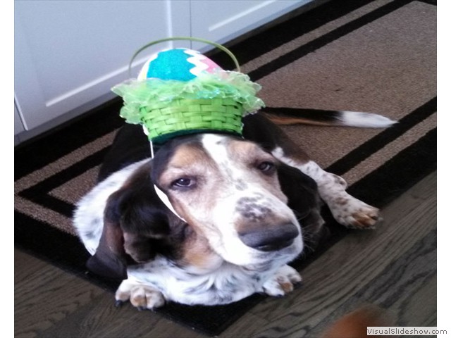 Oberon Showing Off His Easter Egg Bonnet (Bassett Hound)
