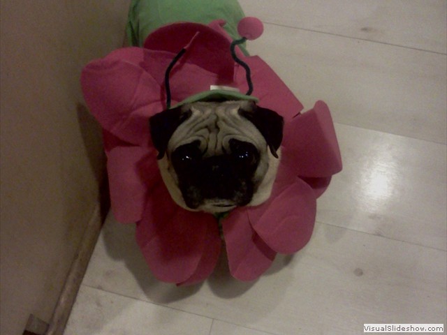 Ruby All Dressed Up<br/>(Pug)