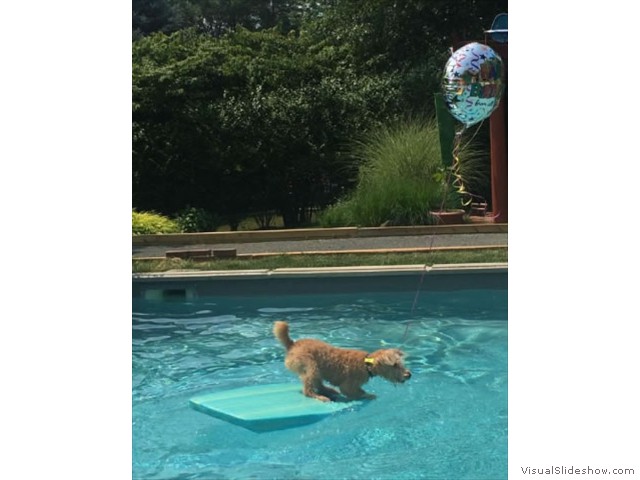 Teddy Preparing to Dive In!<br/>(Airedale)