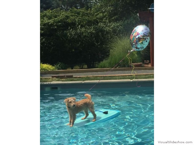 Teddy Enjoying Some Time in the Pool<br/>(Airedale)