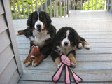 Dazzle (left) and Riggins (right) Together<br/>(Bernese Mountain Dogs)