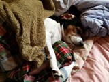 Fauna Sleeping in her Nest (Beagle)
