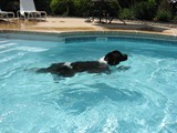 Loki Swimming in the Pool<br/>(Newfoundland)
