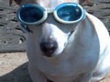 Madeline Looking Hip in Her Sunglasses (Jack Russell Terrier)