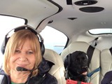 Piper Enjoying His Plane Ride (Black Labrador Retriever)
