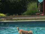 Teddy Preparing to Dive In!<br/>(Airedale)