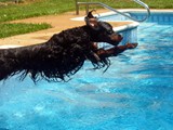 Tyler Jumping In to the Pool<br/>(Gordon Setter)